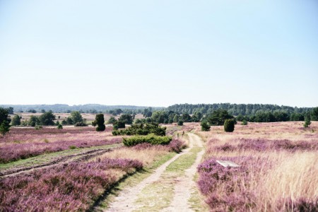 Lüneburg DE_Lüneburger Heide